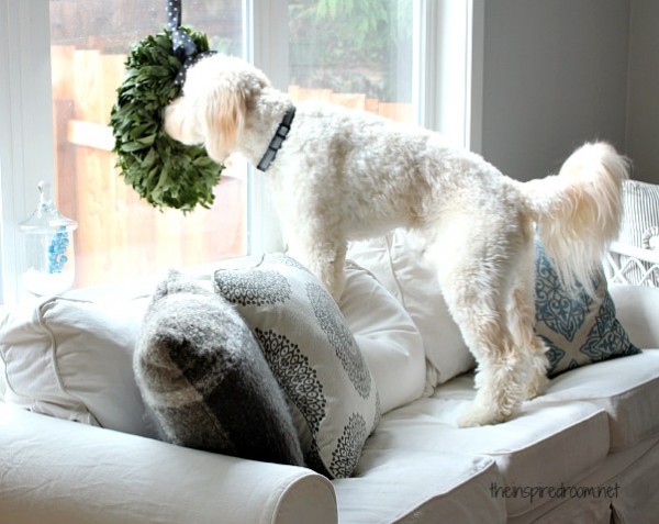 Pet Friendly Sofas Without Compromising Style